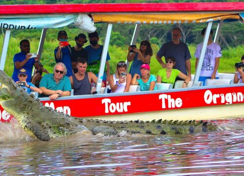 Crocodile Mangrove Tour