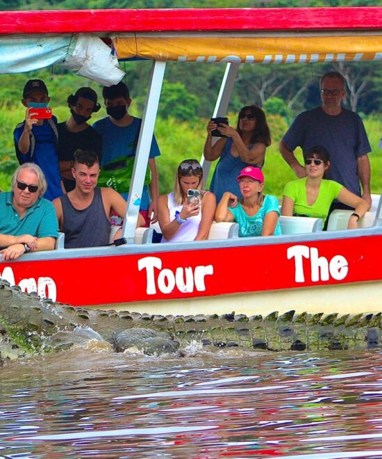 Crocodile Mangrove Tour