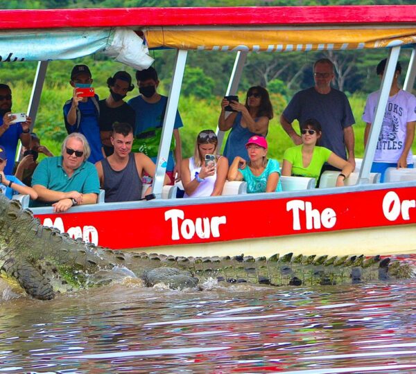 Crocodile Mangrove Tour