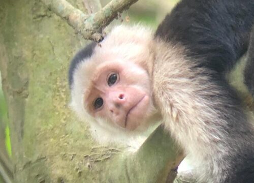 Mangrove Monkey Tour