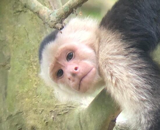 Mangrove Monkey Tour