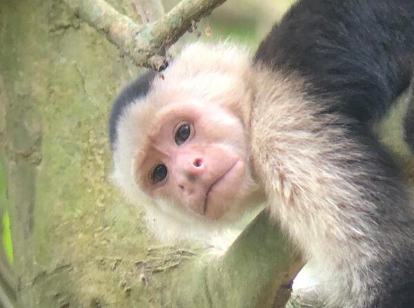 Mangrove Monkey Tour