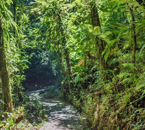 Monteverde Cloud Forest Adventure