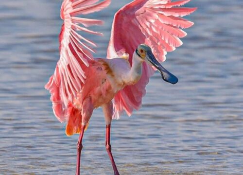 Mangrove Birding Tour