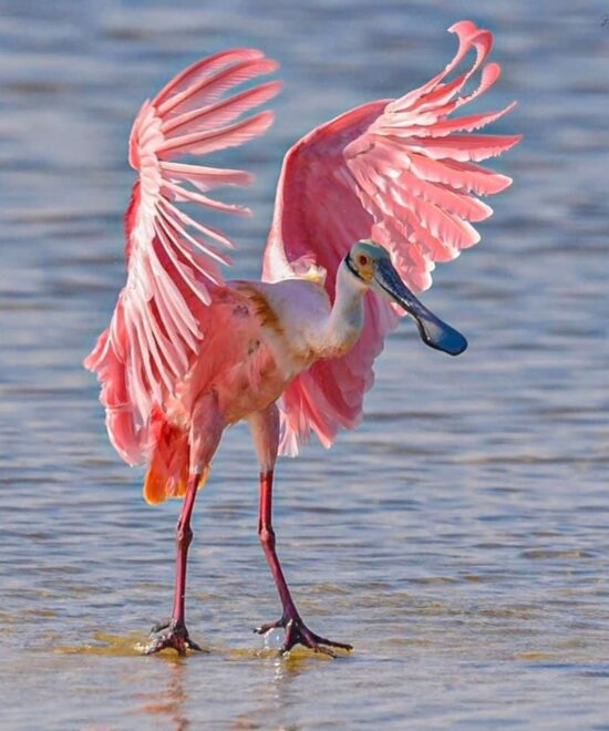 Mangrove Birding Tour