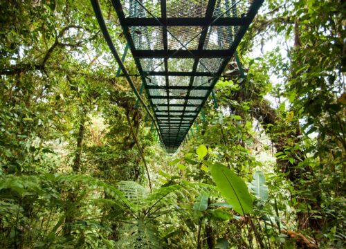 Monteverde Zipline & Suspension Bridges