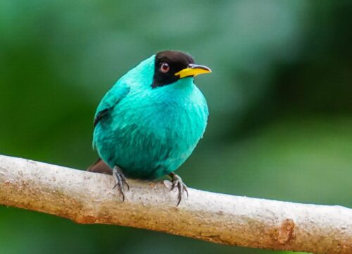 La Fortuna Birdwatching Tour