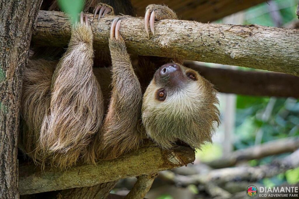 The most amazing Wildlife in Costa Rica
