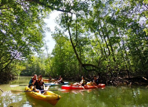 Isla Damas Mangrove Kayak Tour