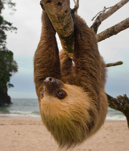 Manuel Antonio