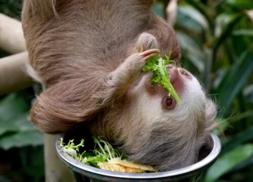 Monteverde Sloth Sanctuary & Suspension Bridges