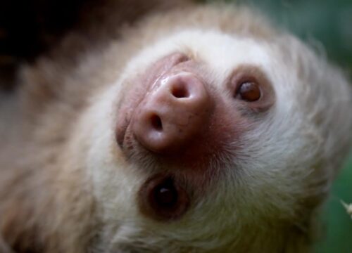 Monteverde Sloth Sanctuary Combo Tour