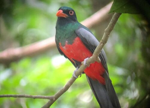 Manuel Antonio Private Birding Tour